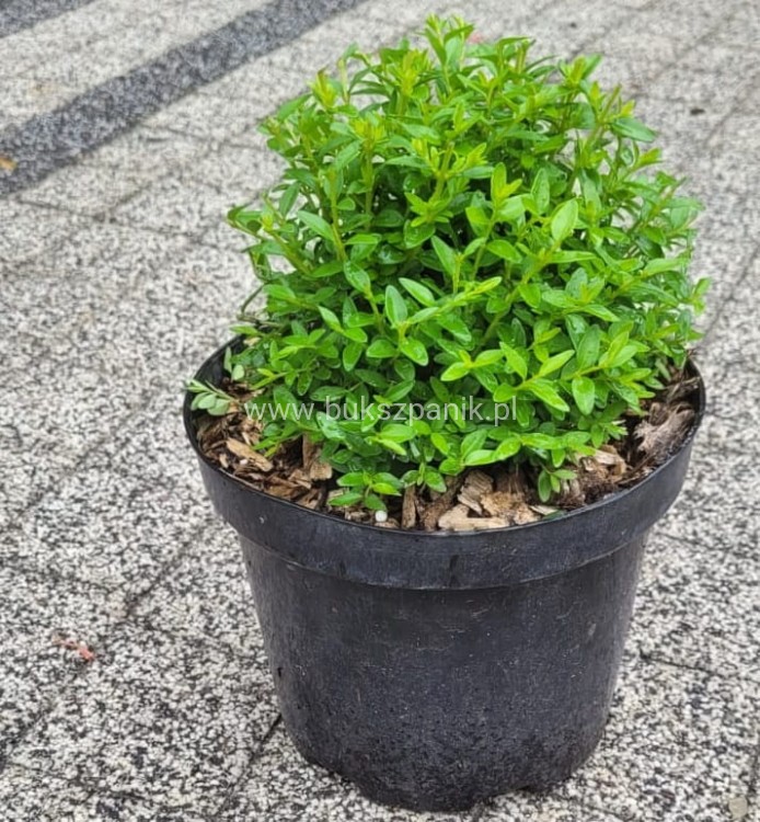 Suchodrzew chiński- Lonicera pileata 5l Moss green .jpeg