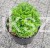 Suchodrzew chiński- Lonicera pileata 5l Moss green .jpeg
