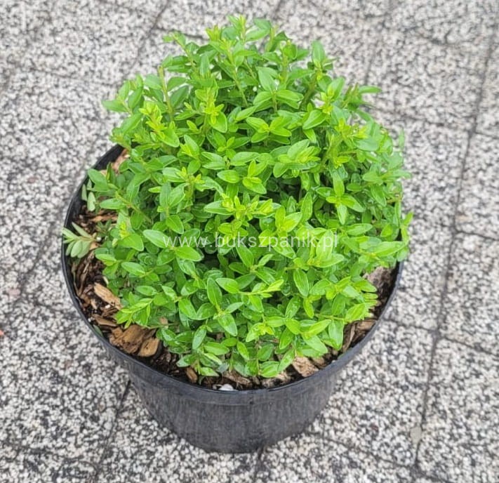Suchodrzew chiński- Lonicera pileata 5l Moss green .jpeg