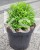 Suchodrzew chiński- Lonicera pileata 5l Moss green .jpeg