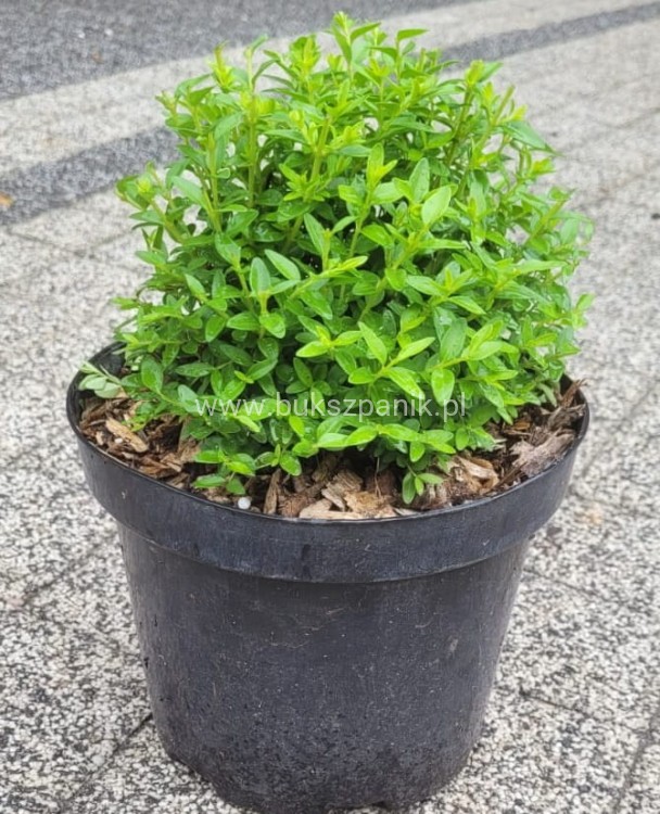 Suchodrzew chiński- Lonicera pileata 5l Moss green .jpeg