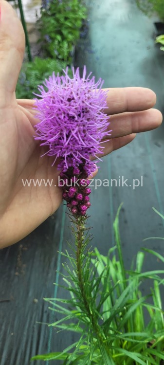 Liatra kłosowa 'Kobold'- Liatris spicata