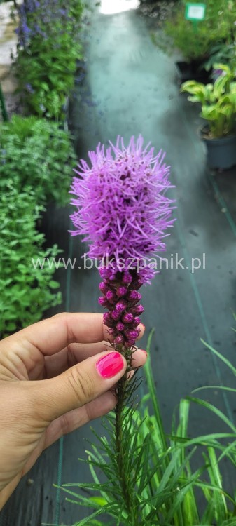 Liatra kłosowa 'Kobold'- Liatris spicata