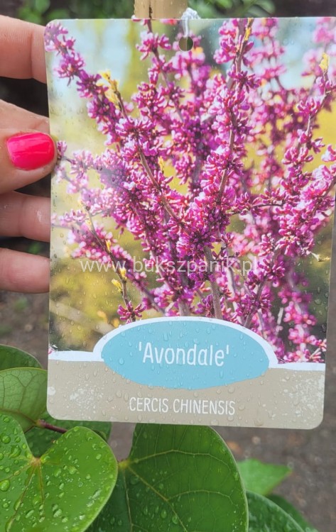 Judaszowiec chiński AVONDALE - Cercis chinensis