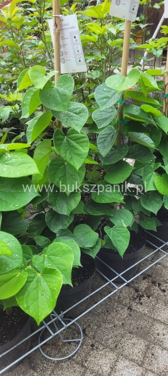 Judaszowiec chiński AVONDALE - Cercis chinensis H:100cm