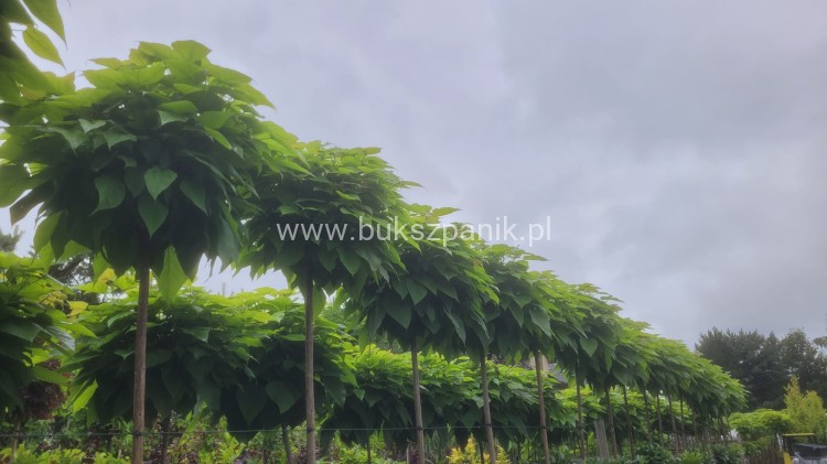 Catalpa Katalpa Nana kuliste drzewo obw. 8-10cm Pa200-220cm