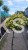 Trzmielina EMERALD GOLD - Euonymus fortunei PA70-80
