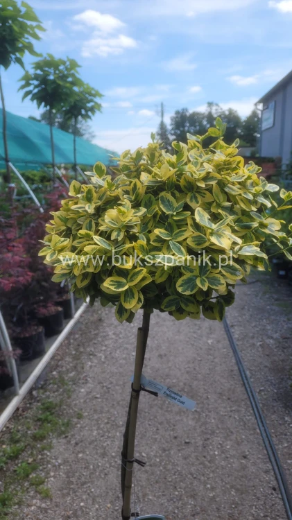 Trzmielina EMERALD GOLD - Euonymus fortunei PA70-80