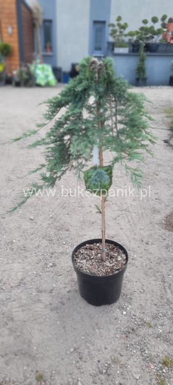 Jałowiec płożący GLACIER - juniperus horizontalis PA90-110cm