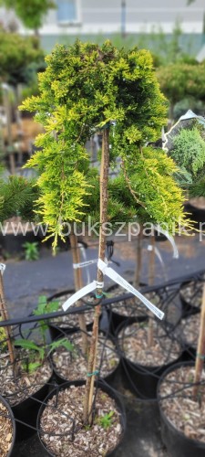 Jałowiec płożący GOLDEN CARPET- juniperus horizontalis.jpeg