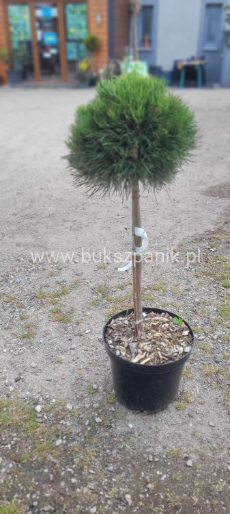 Sosna kosodrzewina VARELLA- Pinus Mugo na pniu PA50cm