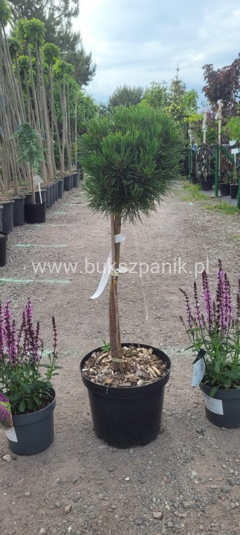 Sosna kosodrzewina VARELLA- Pinus Mugo na pniu PA50cm