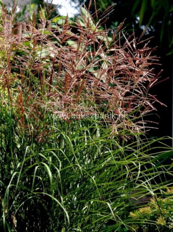 Miskant chiński 'Dronning Ingrid' Miscanthus sinensis