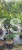 Klon palmowy BLOODGOOD- Acer palmatum C12l,