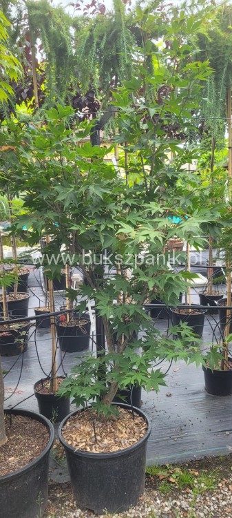 Klon palmowy BLOODGOOD- Acer palmatum C12l,