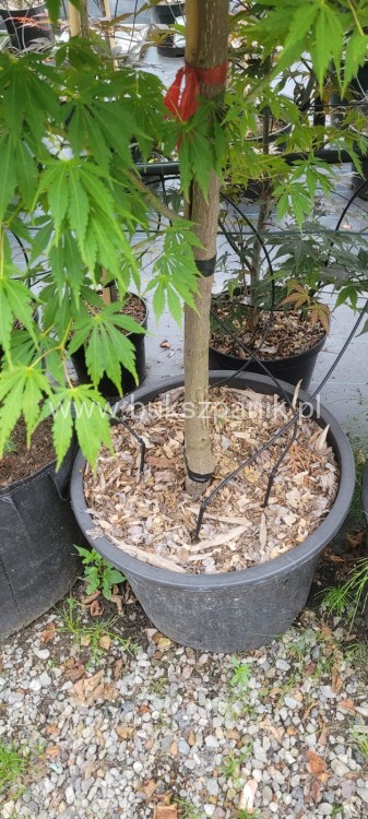 Klon palmowy BLOODGOOD- Acer palmatum C12l,