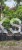 Klon palmowy BLOODGOOD- Acer palmatum C12l,