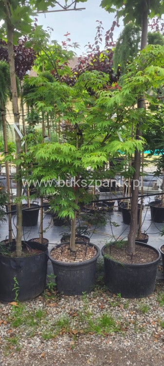 Klon palmowy BLOODGOOD- Acer palmatum C12l,