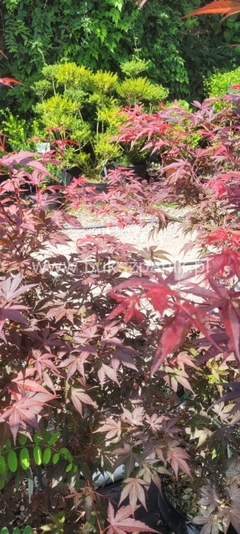 Klon palmowy Atropurpureum - Acer palmatum
