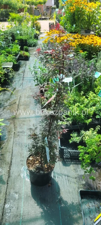 Klon palmowy Skeeter's Broom' Acer palmatum