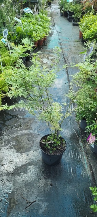 Klon palmowy BUTTERFLY - Acer palmatum