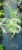Klon palmowy BUTTERFLY - Acer palmatum