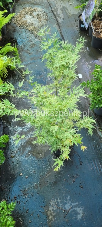 Klon palmowy BUTTERFLY - Acer palmatum
