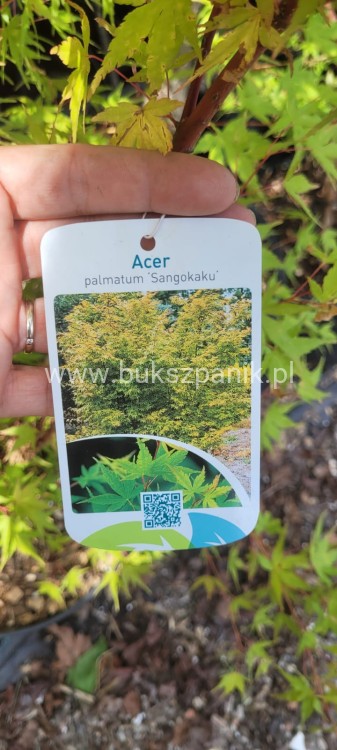 Klon palmowy Sangokaku - Acer palmatum