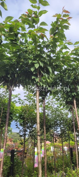 Wiśnia piłkowana KANZAN - Prunus serrulata PA 220cm ob. 12-14 cm