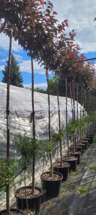 Wiśnia piłkowana Royal Burgundy- Prunus serrulata PA 220cm ob.12-14cm