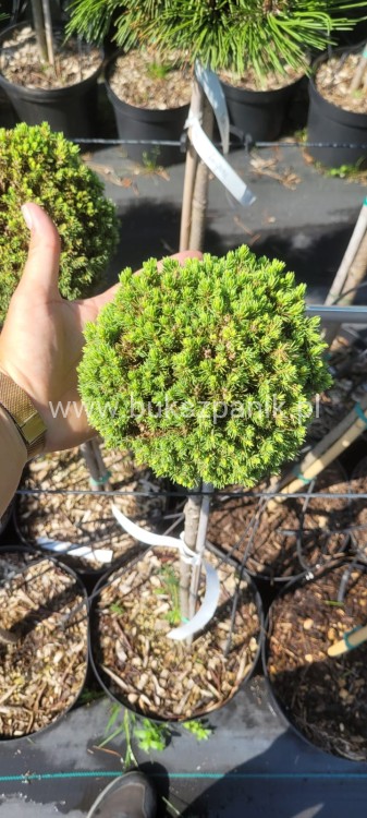 Świerk biały TENNIS BALL- Picea Glauca