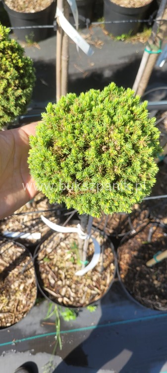Świerk biały TENNIS BALL- Picea Glauca