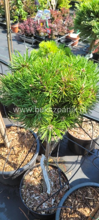 Sosna kosodrzewina BENJAMIN - Pinus mugo Pa 60cm