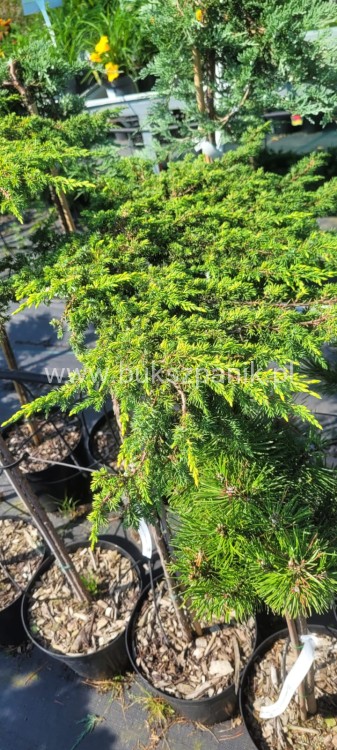 ałowiec pospolity LEMON CARPET - Juniperus communis PA80-100cm