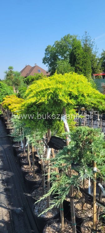 ałowiec chiński -Juniperus chinensis 'Franz WB' PA:110-130cm C5lg