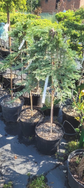 Jałowiec płożący GLACIER - juniperus horizontalis PA90-110cm