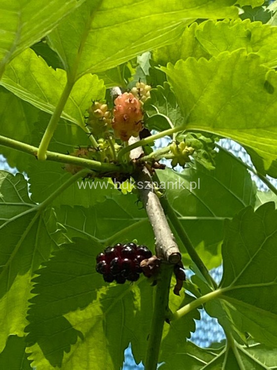 Morwa biała PENDULA PA 140-220cm -Morus alba