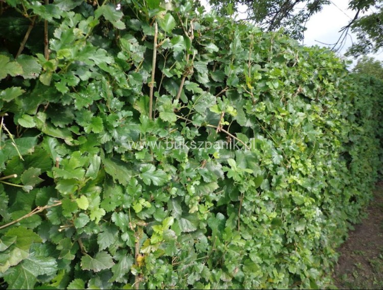Morwa biała PENDULA PA 140-220cm -Morus alba