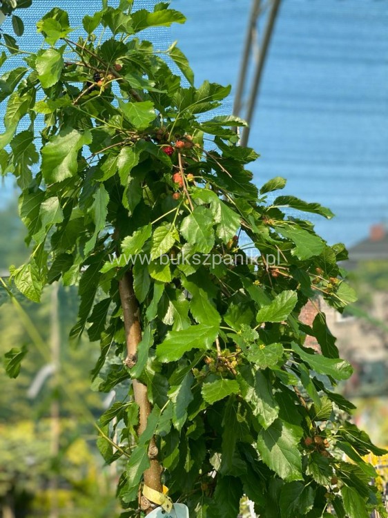Morwa biała PENDULA PA 140-220cm -Morus alba