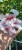 Hibiskus syryjski Ketmia Starburst Chiffon