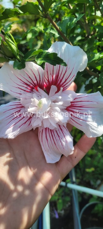 Hibiskus syryjski Ketmia Starburst Chiffon