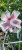 Hibiskus syryjski Ketmia Starburst Chiffon
