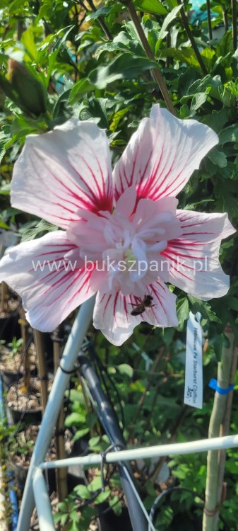 Hibiskus syryjski Ketmia Starburst Chiffon