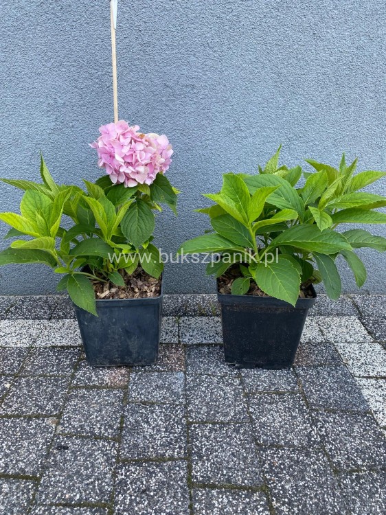 hortensja ogrodowa- Hydrangea macrophylla