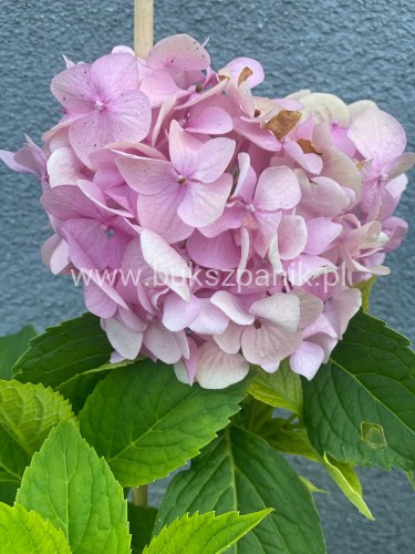 hortensja ogrodowa- Hydrangea macrophylla