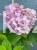hortensja ogrodowa- Hydrangea macrophylla