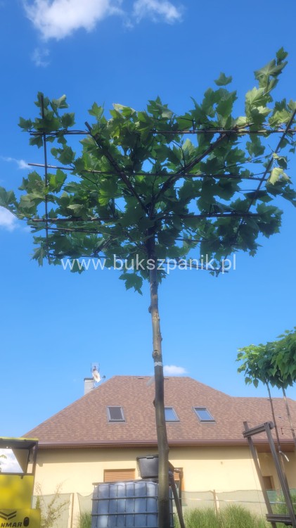 Platan Dach Pa200-220cm obwód 14-16cm