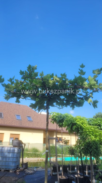 Platan klonolistny - DACH, Pa 200-220