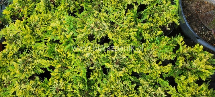 Jałowiec płożący "Golden Carpet " juniperus Horizontalis