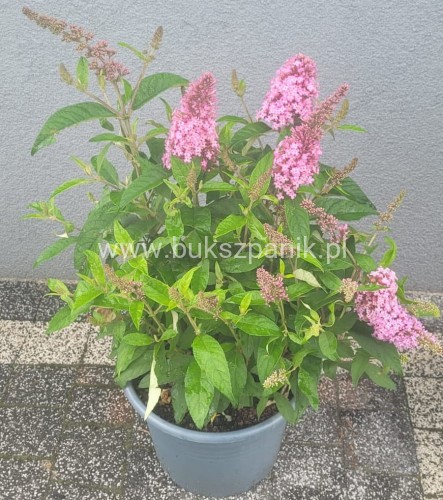 Budleja Dawida Butterfly Candy little pink c5